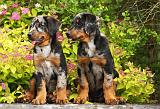 BEAUCERON - PUPPIES 259